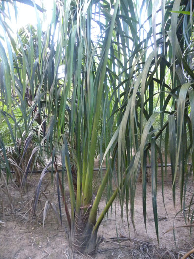 Oenocarpus distichus 5.jpg